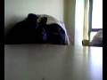 videos de Angioletto.3gp
