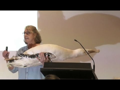 <p>From Cupboard to Conservation: How a library of animal specimens at the Queensland Museum contributes to knowledge about our native fauna.</p>
 video thumbnail