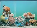Fishy Screen Saver