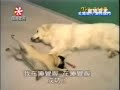 El perro ladron