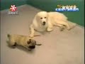 El perro ladron