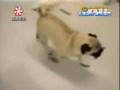 Perro ladron