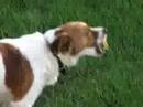 dog vs pinut butter