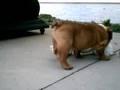 Babycake with her Rope Bone