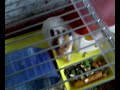Minu hamster :)
