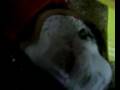 videos de Minu hamster :)