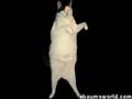 Cat Dance