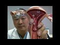 How to get pregnant?