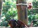 orang utan in sepilok