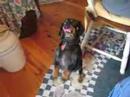 Tiffany the Wiener Dog