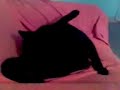 Gatito Negro - todo lo que hace para acostarse y quedar como