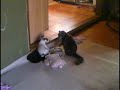 Sam I Am vs Cat