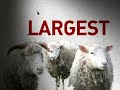 global warming,climate change,animal raising