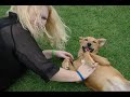 RSPCA\