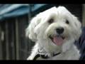 RSPCA's Cutest Christmas Video