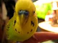 Pippin talks!