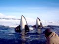 Killer whales spy hopping