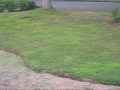 Turkey in My Front Yard Turkey in My Front Yard