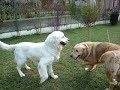 Golden retriver Ari Prizren.07.11.09