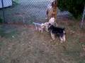 Skippy in backyard