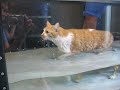 Winston - Underwater Treadmill [Ballston Spa Vet Clinic]