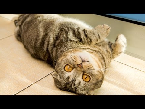 how to control odor from litter box