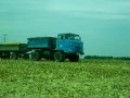 Kukorica betakarítás Sióagárd CLAAS Lexion 550 1/2
