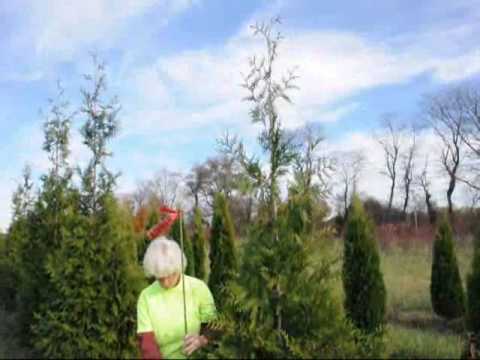 how to transplant cypress trees