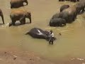 pinnawela-elephant-orphanage-sri-lanka.html