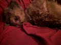 couac : la sieste