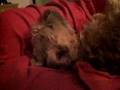 couac : la sieste