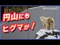 【緊急閉園】ホッキョクグマは察知してた？円山動物園の森でヒグマの足跡が発見される2025年11月9日(日)
