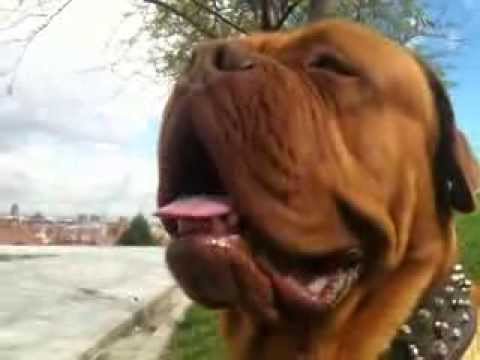 dogo de burdeos