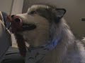 Alaskan Malamute Plays With Loofa Dog Alaskan Malamute Plays With Loofa Dog