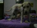 videos de Sally a filhota de quatro patas mais linda do planeta.
