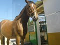 Quira Soft (c): Los Caballos y Yo...