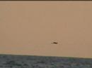 Pelicans