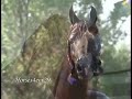 Horses - Bleading Love