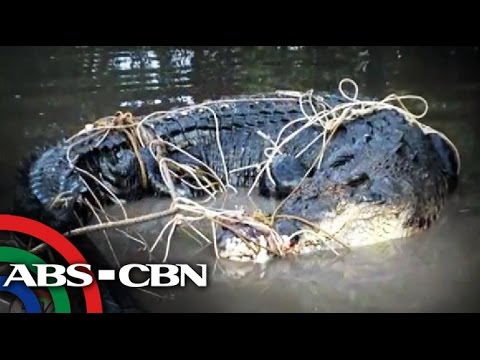 Giant crocodile caught under a house in Palawan