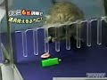 Degu uses a rake
