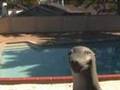 Learn How To Beatbox With Skratchy Seal & Shamik