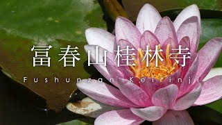 冨春山 桂林寺のすい蓮 / Keirinji and Water Lilies