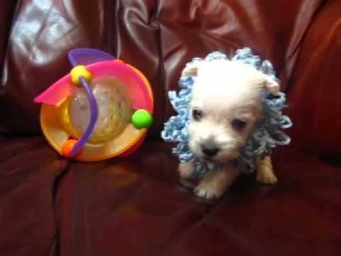 AKC Registered Handsome Blue Curls Boy