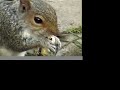 my-squirrel.html