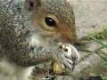 Squirrel Crime Squirrel Crime