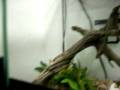 videos de Ringo inhales pinkies video 1