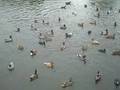 videos de jamoyt 51, 