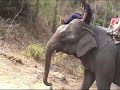 Chiang Mai Elephant Trek and Thai Village