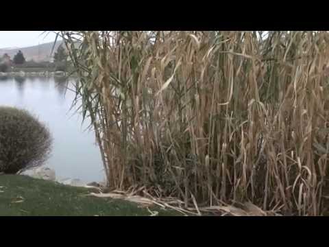 how to transplant river cane