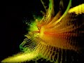 Disco Volante-Forbidden(Psychedelic Trance)
